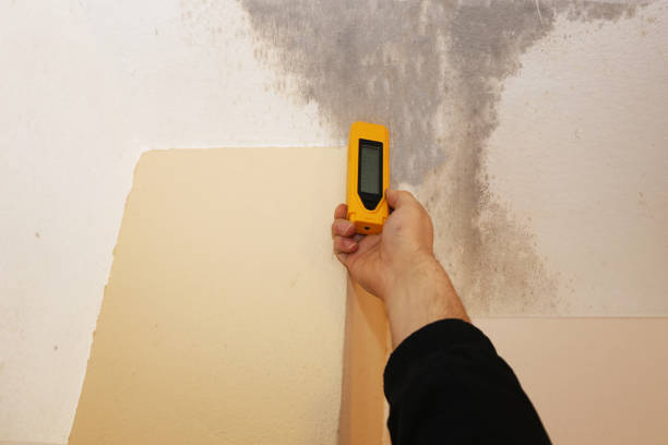 Best Attic Mold Removal  in Gearhart, OR