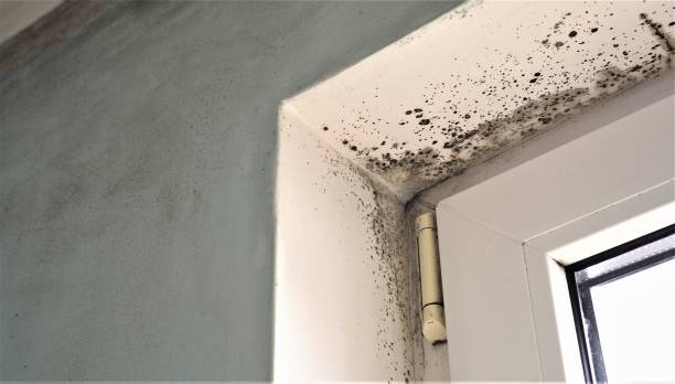 Best Air Quality Testing for Mold Spores  in Gearhart, OR