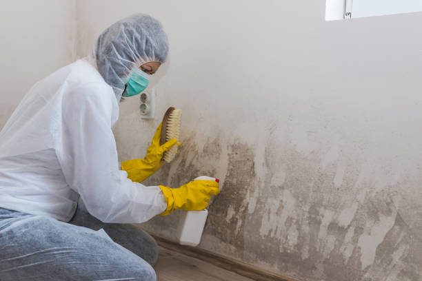 Best Environmental Consulting for Mold Prevention  in Gearhart, OR