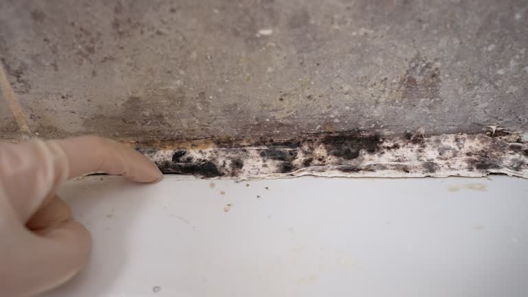 Best Emergency Mold Remediation  in Gearhart, OR