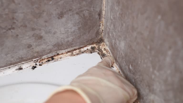 Mold Odor Removal Services in Gearhart, OR